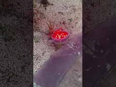 Que lindas lâmpadas no parque de diversões!